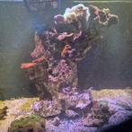 Levend steen pilaar met sterpoliep, Dieren en Toebehoren, Vissen | Aquaria en Toebehoren, Ophalen, Plant(en), Steen of Hout