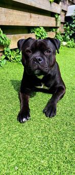 Staffordshire bull terrier dekreu NIET TE KOOP, Reu, 1 tot 2 jaar, Parvo, Eén hond
