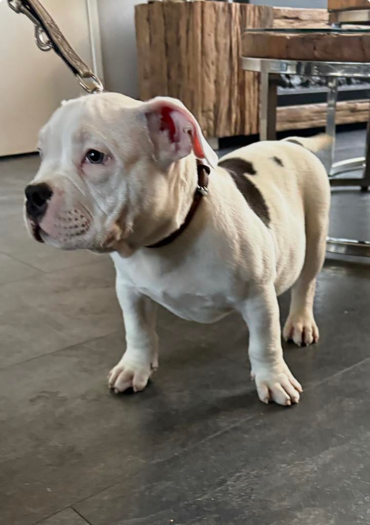 FORSE ODD EYE POCKET BULLY PUP met stamboom ABKC, Overige rassen, 8 tot 15 weken, Meerdere, Meerdere dieren