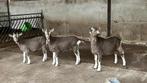 Toggenburger geiten en bok, Dieren en Toebehoren, Schapen, Geiten en Varkens, Meerdere dieren, Geit, 0 tot 2 jaar