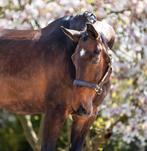 Merrie met super karakter en fijne gangen, Merrie, Dressuurpaard