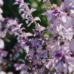 Salvia sclarea,	Scharlei, Muskaatsalie te koop, Ophalen