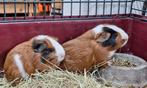 2 cavia beertjes mooie driekleur, Dieren en Toebehoren, Knaagdieren, Cavia, Juni, Mannelijk, Tam