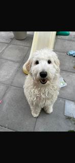Labradoodle teefje 1 jaar oud, Dieren en Toebehoren, Overige rassen, 1 tot 2 jaar, Teef, Parvo