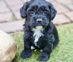 Boompoo pups | Boomer x Dwergpoedel, Nederland, CDV (hondenziekte), 8 tot 15 weken, Meerdere