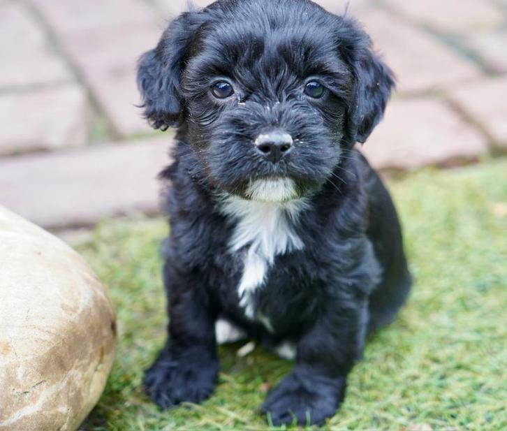 Boompoo pups | Boomer x Dwergpoedel, Dieren en Toebehoren, Honden | Chihuahua's en Gezelschapshonden, Meerdere dieren, Fokker | Professioneel
