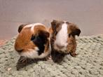 Cavia's, Dieren en Toebehoren, Knaagdieren, Oktober, Meerdere dieren, Cavia