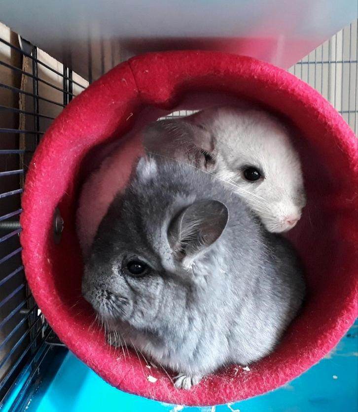 Fleece hangmatjes, tunnels, hooizakjes,... voor chinchilla's, Dieren en Toebehoren, Knaagdieren, Chinchilla, Augustus