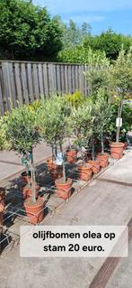 Olijf bomen olea op stam., Tuin en Terras, Planten | Bomen, 100 tot 250 cm, Olijfboom, Zomer, Ophalen