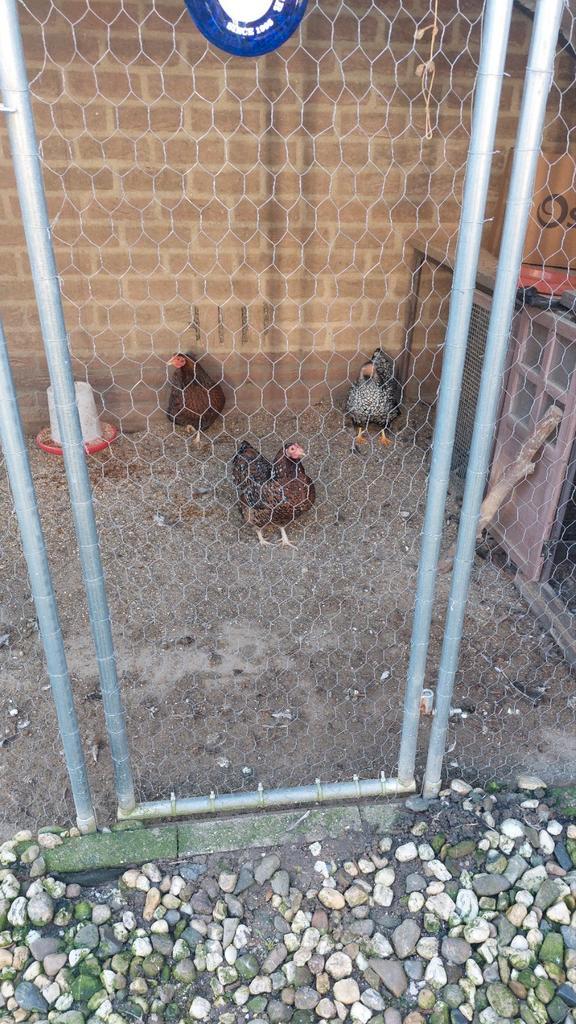 3x wyandotte krielkippetjes, Dieren en Toebehoren, Pluimvee, Kip, Mannelijk