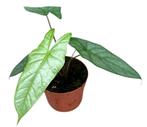 Alocasia Heterophylla Corazon | Potmaat 10,5, Overige soorten, In pot, Minder dan 100 cm, Groene kamerplant
