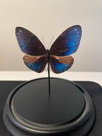 Opgezette vlinder taxidermie / entomologisch decorstuk, Ophalen, Zo goed als nieuw