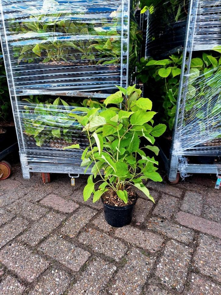 Hortensia Hydrangea 'Annabelle'🌿, Tuin en Terras, Planten | Tuinplanten, Overige soorten, Halfschaduw, Ophalen