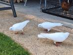 Witte Postduiven, Dieren en Toebehoren, Vogels | Duiven, Meerdere dieren, Postduif