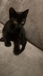 Kitten, Kater, Ontwormd, 0 tot 2 jaar