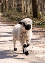 Gezocht grasland, Schaap, Meerdere dieren