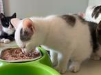 Hele mooie boerderijkittens €50,-, Dieren en Toebehoren, Katten en Kittens | Overige Katten, Meerdere dieren, Kortharig, 0 tot 2 jaar
