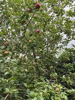 Appelboom te koop!, Tuin en Terras, Planten | Bomen, Overige soorten, Lente, 250 tot 400 cm, Ophalen