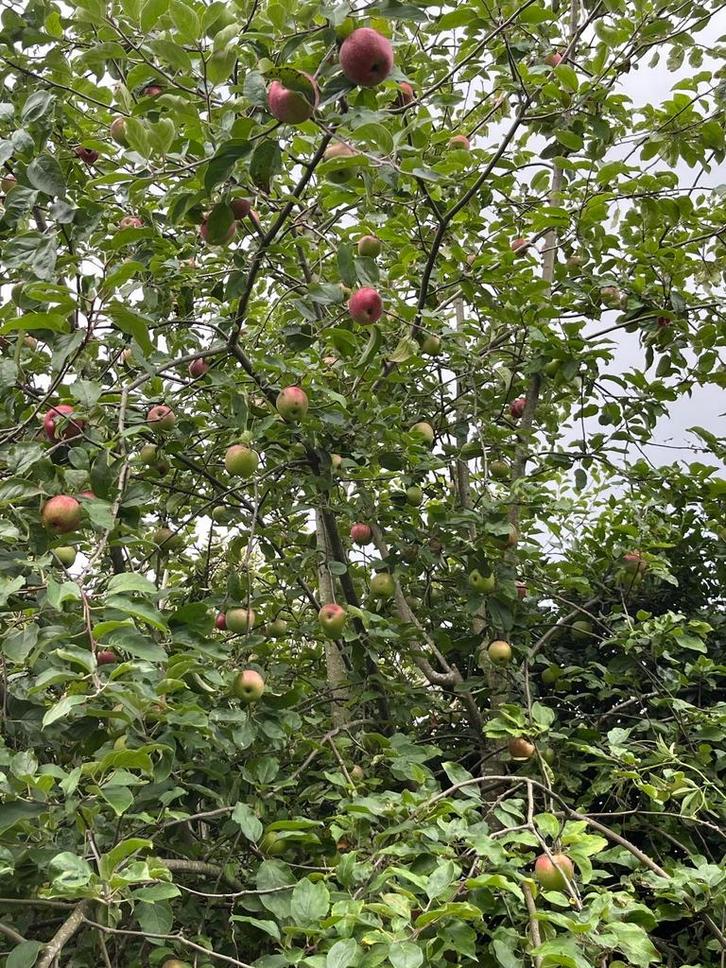 Appelboom te koop!, Tuin en Terras, Planten | Bomen, Overige soorten, 250 tot 400 cm, Volle zon, Lente, Ophalen