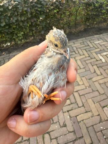 chinese dwergkwartels beschikbaar voor biedingen