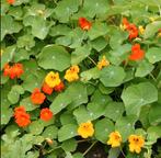 Oost indische kers biologisch - eetbare bloem en blad, Ophalen, Volle zon, Groenteplanten, Eenjarig