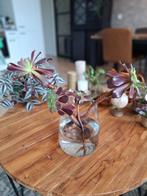 Aeonium Arboreum stekken, Huis en Inrichting, Ophalen, Overige soorten, Minder dan 100 cm