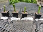 San Pedro cactussen 4 soorten, Huis en Inrichting, Verzenden, Minder dan 100 cm, In pot, Cactus