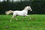 Top kwaliteit 2.5 jarige Perlino hengst 1.46, Dieren en Toebehoren, Pony's, Gechipt, Dressuurpony, 0 tot 2 jaar, Hengst