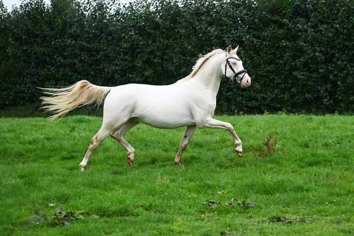 Top kwaliteit 2.5 jarige Perlino hengst 1.46, Dieren en Toebehoren, Pony's, Hengst, Onbeleerd, D pony (1.37m tot 1.48m), Dressuurpony