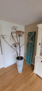 Droogbloemen berenklauw meer dan 2 meter zgan bijna gratis, Huis en Inrichting, Woonaccessoires | Droogbloemen, Ophalen of Verzenden