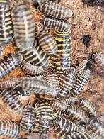 Armadillidium maculatum 'Yellow zebra', Dieren en Toebehoren, Insecten en Spinnen, Overige soorten