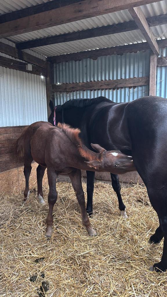 Stalling gezocht voor een hengstveulen, Dieren en Toebehoren, Stalling en Weidegang