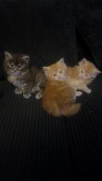 Maine coon kitten's, Dieren en Toebehoren, Katten en Kittens | Overige Katten, Meerdere dieren