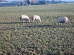 19 drachtige schapen. Nader overeen te komen, Dieren en Toebehoren, Vrouwelijk, Schaap, 0 tot 2 jaar