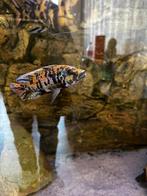 Malawi sciaenochromis fryeri iceberg ob /  trio, Dieren en Toebehoren, Vissen | Aquariumvissen, Vis