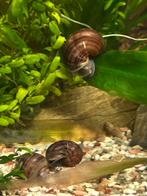 Aquarium Appelslakken.  Stuur ook op., Dieren en Toebehoren, Vissen | Aquariumvissen, Slak of Weekdier, Zoetwatervis, Schoolvis