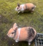 2 dwergkonijnen driekleur zwartjapanner met reismand, Dieren en Toebehoren, Meerdere dieren, Dwerg, 3 tot 5 jaar