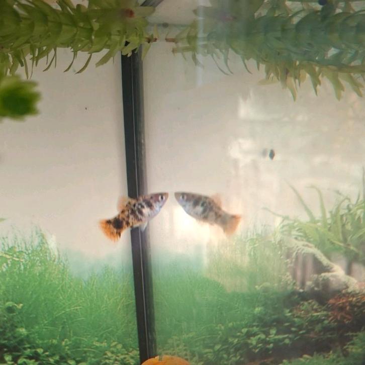 Jong mannetjes platy gevlekt, Dieren en Toebehoren, Vissen | Aquariumvissen, Vis