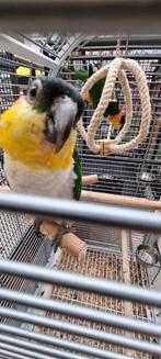 Zwartkop Caique koppel, Meerdere dieren, Papegaai, Geringd