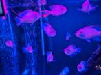 Elektrische Blauwe Acara, Vis