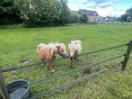 Te koop pony’s en paaardentrailler, Dieren en Toebehoren, Paarden en Pony's | Dekhengsten en Fokmerries, Merrie