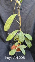 Hoya AH 008 nr 2, Huis en Inrichting, Overige soorten, In pot, Minder dan 100 cm, Bloeiende kamerplant