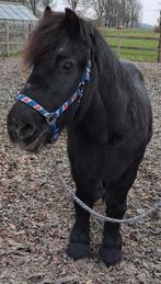 Verzorger gezocht, Dieren en Toebehoren, Ophalen