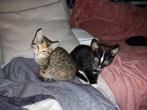 Katertje, Dieren en Toebehoren, Katten en Kittens | Overige Katten, Kater