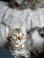 Prachtige bengaal kittens beschikbaar met stamboom, Dieren en Toebehoren, Katten en Kittens | Raskatten | Korthaar, Meerdere dieren