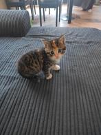 Half maikooin x boskat 4 poes 1 later laatste foto, Meerdere dieren
