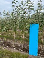 Populus Alba - Zilverpopulier, Tuin en Terras, Planten | Bomen, Overige soorten, Lente, 100 tot 250 cm, Ophalen