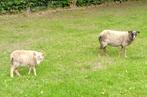 Ouessant ooitje met ramlam, Vrouwelijk, Schaap, 0 tot 2 jaar