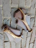 Set stangen gewei reebok ree 6 ender landelijk, Verzamelen, Dierenverzamelingen, Ophalen of Verzenden, Gebruikt, Hert, Gewei of Kop