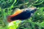 Xiphophorus maculatus (platy), Vis